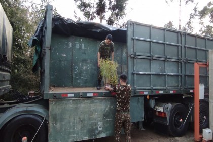 Exército Brasileiro retira mudas no Horto Florestal da Creluz