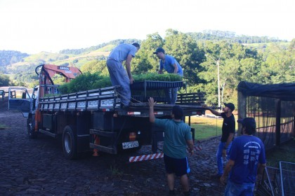 Grupo Creluz fornece mudas para Usina Tambaú